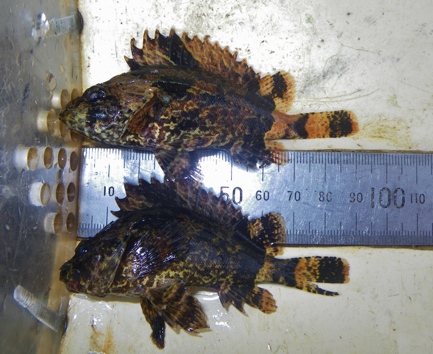 great-results-on-our-leitchs-road-fishway-project-img-2